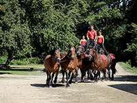 Chevaux en scene